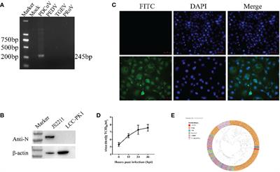 Nanoparticle vaccines based on the receptor binding domain of porcine deltacoronavirus elicit robust protective immune responses in mice